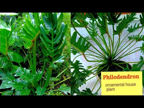 Video: Philodendron (57 Bilder): Innendørs Blomsterpleie Hjemme Og Reproduksjon, Typer Philodendron Som Klatrer Og Rødmer, Xanadu Og 