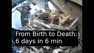 From Birth to Death: 6 days in 6 min  bird chicks life best moments