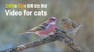 Cat TV,  cat video, 고양이가 좋아하는 영상, Video for Cats, 고양이를 위한 비디오, 고양이 시청영상, 새소리asmr by 재밌냥 - Cat TV 642 views 4 months ago 2 hours, 1 minute