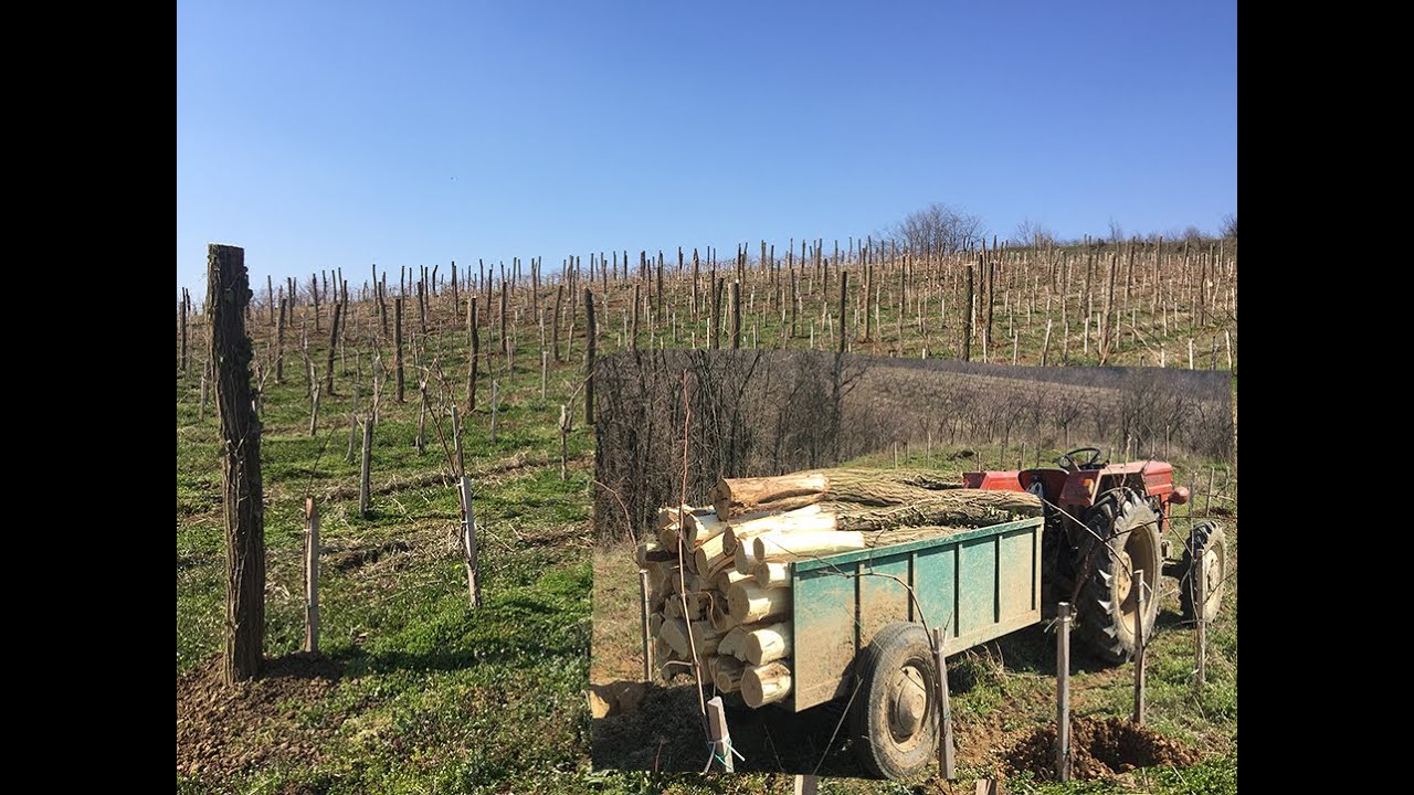 Ukopavanje stubova u vinogradu....
