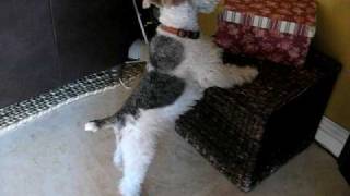 Dog in time out.