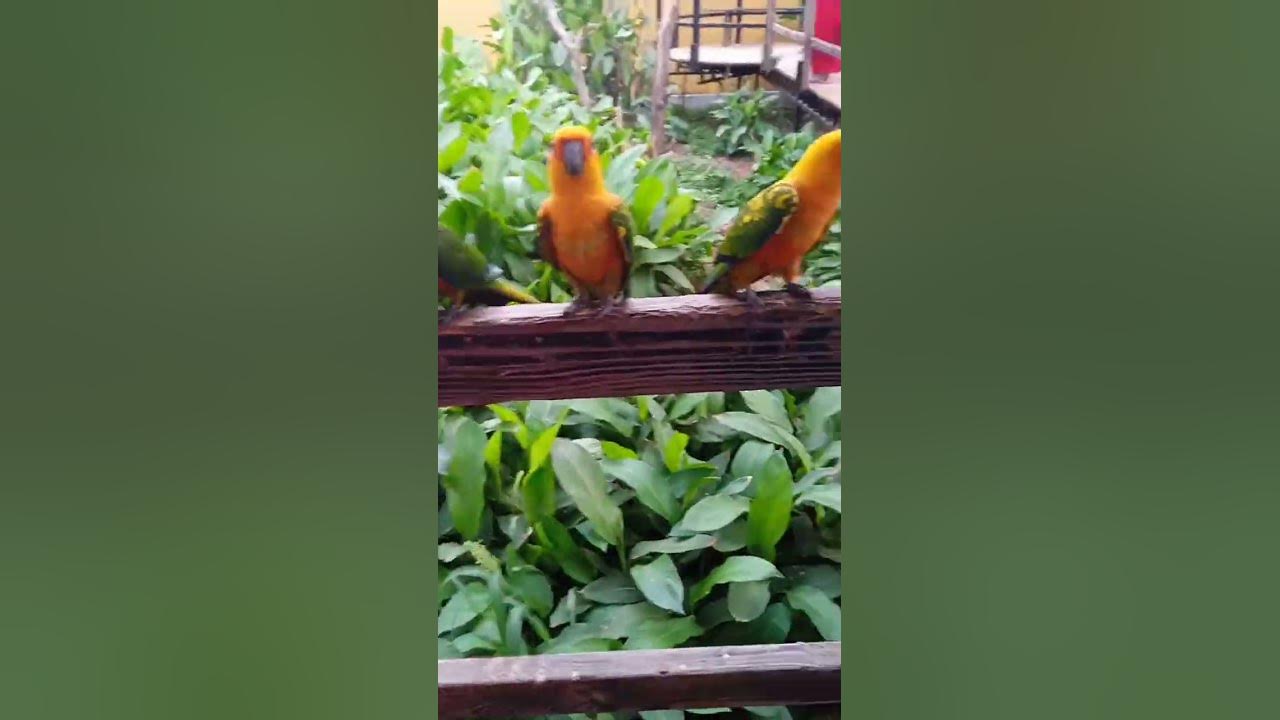 Funny birds - YouTube