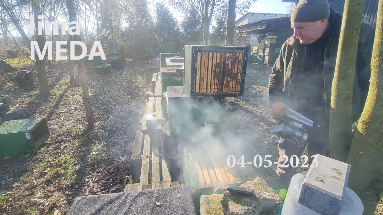 Buckfast MEDA - matki pszczele pawluk.net.pl