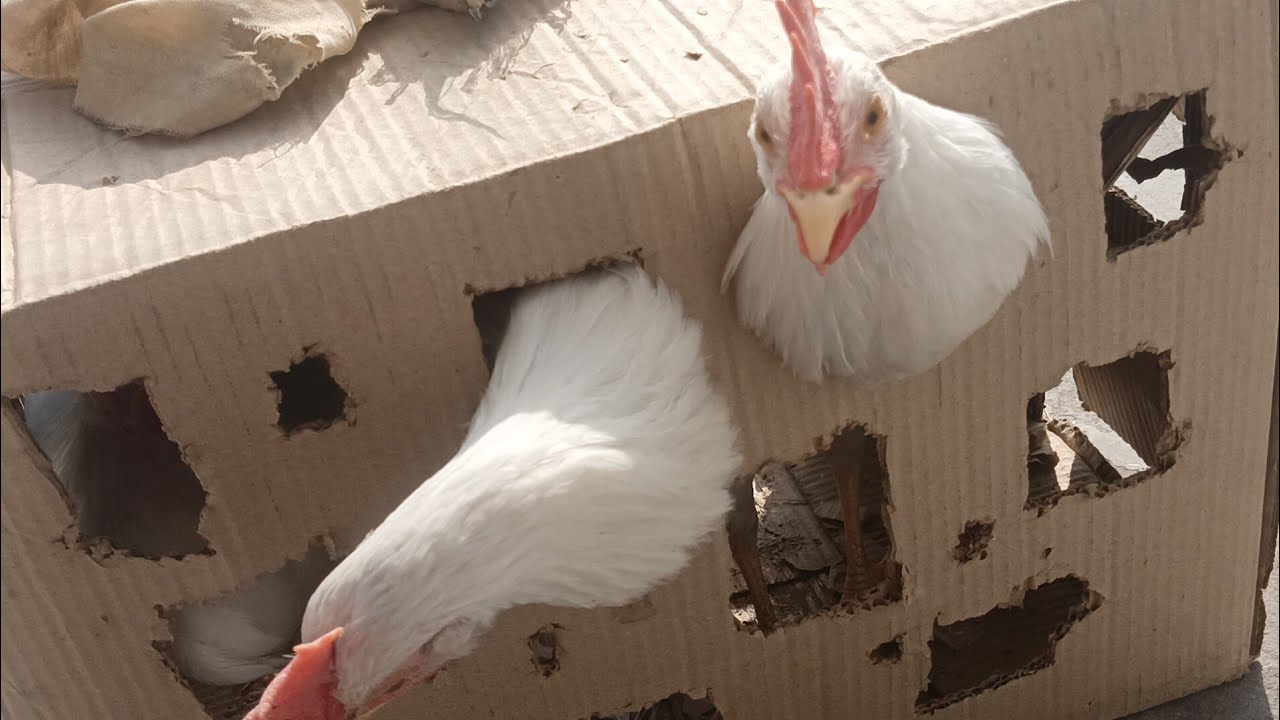 Chicks ka house fully cover kar diya . Thand ki wajah se