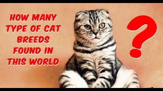 How Many Types Of Cats Breed Found In This World | Cat Funny Cats  | New Funny Cats Videos