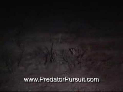 Predator Pursuit Night Hunt