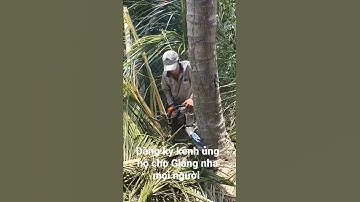 cưa cây dừa quá nguy hiểm #xuhuong #cuacay #nghenghiep