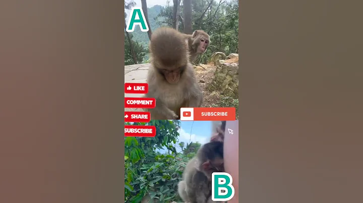 funny animals#monkeys