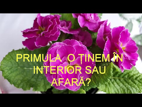 Video: Primrose De Interior (39 De Fotografii): îngrijirea Unei Flori Acasă, Plantarea Unei Plante Perene Acasă într-o Oală, Care Crește Din Semințe