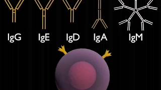 Antibody Classes Animation