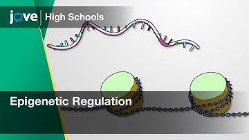 Epigenetic Regulation | Bio | Video Textbooks - Preview