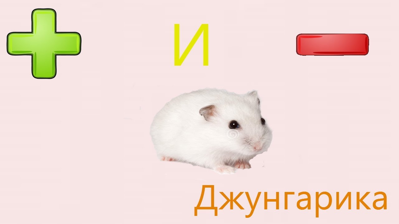 Хомячок минус