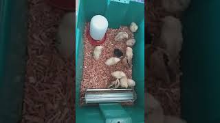 Pollos primer semana