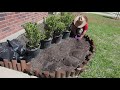 Diy Flower Bed (installig shrubs diy) #shorts #voiceover