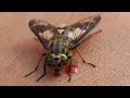 top 10 most annoying insects