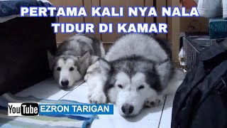 pertama kali NALA tidur dikamar  VLOG