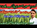 Gandum mein aakhri pani kab lagae | last irrigation in the wheat crop | Super agriculture vlog