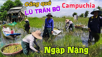 Lũ từ: Campuchia đổ về quá nhanh nguy cơ - NGẬP NẶNG thương lái mua lúa giá quá rẻ