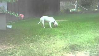 CIMG0930.AVI