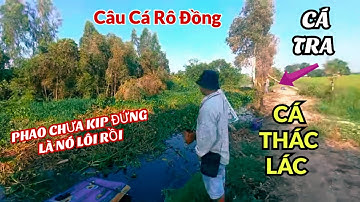 Câu Cá Rô Đồng Ở Xứ Này Lúc Nào Cũng Giật Đã Tay, Mồi Chìm Không Kịp @SangHuynhVlog