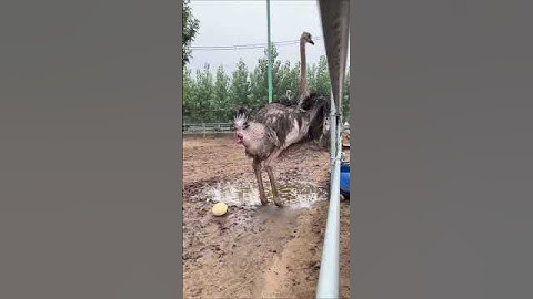 Why is it important to catch ostrich eggs? 🤔