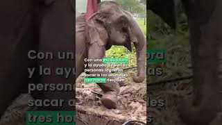 Así reanimaron a una elefanta que colapsó en el intento de rescatar a su bebé | Tailandia