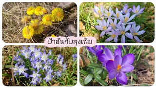 Spring time. ดอกไม้บาน สีสันสดใส