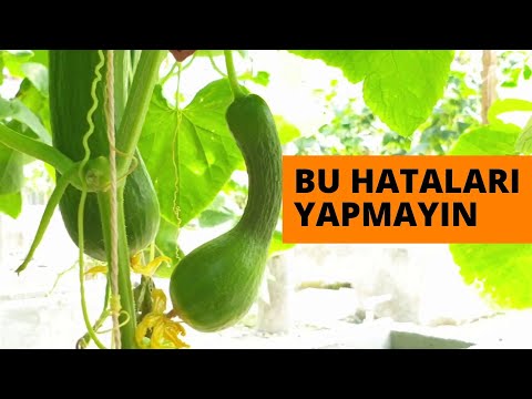Video: Kıvırcık Salatalık Meyvesi: Asmadaki Salatalığın Deforme Olmasının Nedenleri