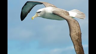 :    ALBATROSS - Russian Girl 
