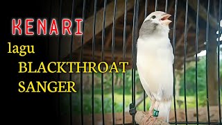 Download Lagu masteran suara burung kenari lagu mewah full isian blackthroat dan sanger 2 MP3 Download Lagu masteran suara burung kenari lagu mewah full isian blackthroat dan sanger 2 MP3
