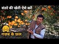 नागपुरी संतरे की खेती कैसे करे | संतरे की खेती की पूरी जानकारी | Orange Farming in India