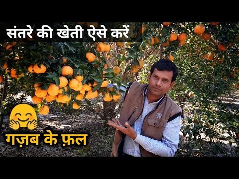 वीडियो: संतरे को उगने में कितना समय लगता है?