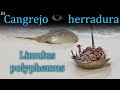 El Cangrejo Herradura: La sangre que nos protege