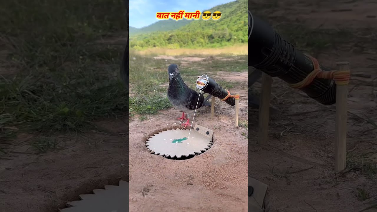 बेवकूफ कबूतरी 😅😂🤣 