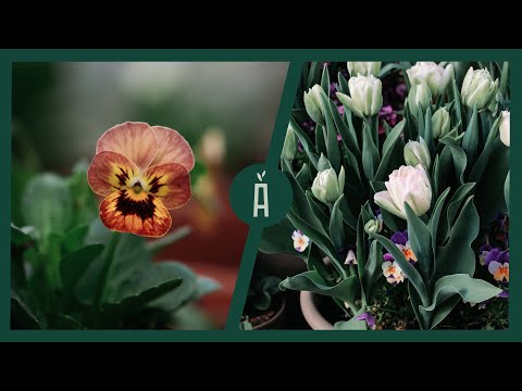 Video: Opslag van narcissenbollen - Hoe narcissenbollen te genezen voor herbeplanting