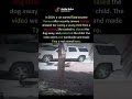 Cat saved a young boy from dog attack #cat #shorts