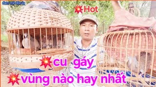 Cu Gáy Vùng Nào Hay Nhất | đam mê độc lạ