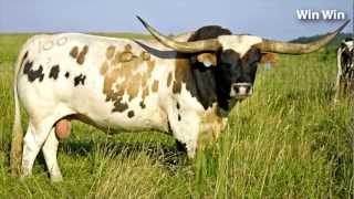 Win Win - Texas Longhorn Bull