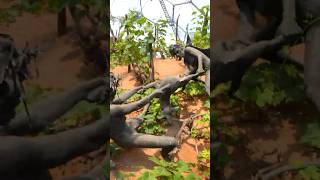 Mediterranean Biome, The Eden Project