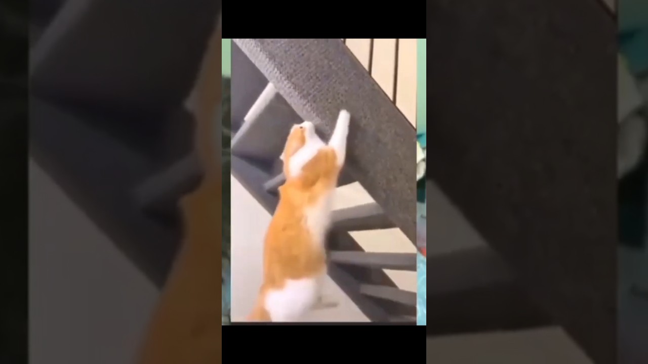 У кошек 9 жизней