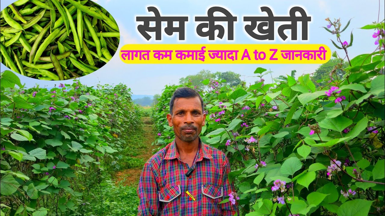Sem ki kheti | सेम की खेती कब और कैसे करें A to Z जानकारी 