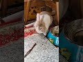 watch fluffy bunny enjoy a snack of leaves! #mofu #bunny #rabbit #cute #fluffy #かわいい #可愛い #ふわふわ #うさぎ