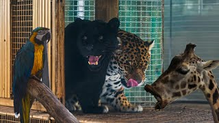 Cea Mai Frumoasă Gradină ZOO Din Europa : ZOO Nyiregyhaza