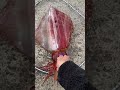 ソデイカ🦑🦑