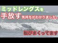 スムースなターンをイメージして乗り出したミッドレングスですが難しく手放す人の気持ちがわかってしまいました。　諦めずにもう少し頑張ります！