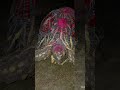 @#my new video ❤️❤️🐢🐢 tortoise 🐢🐢❤️❤️❤️❤️