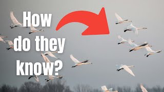 ANIMAL MIGRATION EXPLAINED