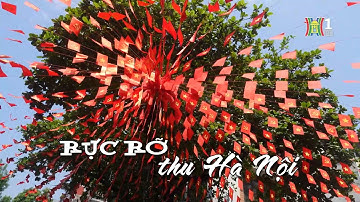 Rực rỡ thu Hà Nội  | Nhịp sống Hà Nội