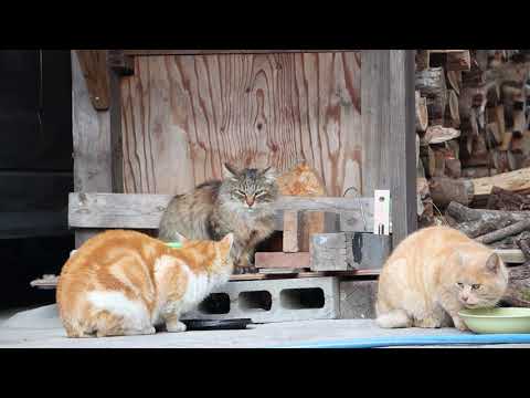 野良猫たちのお食事　210311