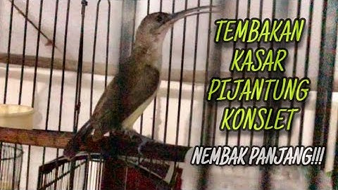 Tembakan Kasar‼️Masteran Burung Pijantung Pisang Gacor Konslet Durasi Panjang | @kicautembak